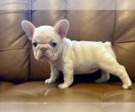 Small #2 French Bulldog