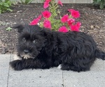 Small #1 Schnauzer (Miniature)
