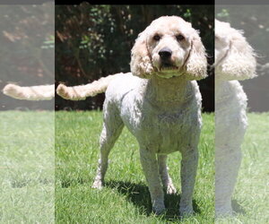 Goldendoodle (Miniature) Dogs for adoption in Glendale , AZ, USA