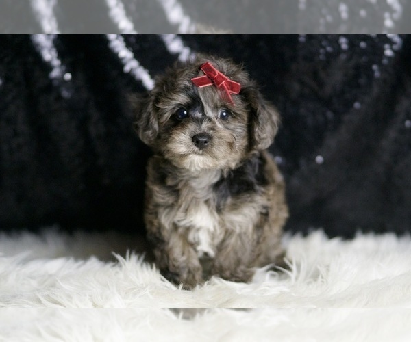 Medium Photo #3 YorkiePoo Puppy For Sale in WARSAW, IN, USA