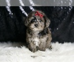 Small #2 YorkiePoo