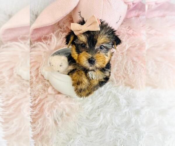Medium Photo #21 Morkie Puppy For Sale in THONOTOSASSA, FL, USA