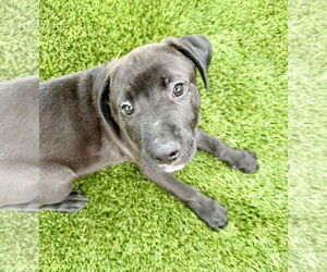 Labrador Retriever-Unknown Mix Dogs for adoption in Houston, TX, USA