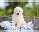 Small Photo #3 Maremma Sheepdog Puppy For Sale in CONWAY, MO, USA