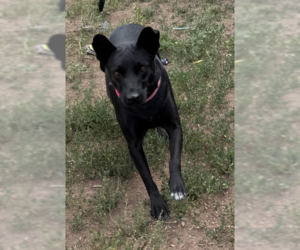 Borador Dogs for adoption in MIDWAY, UT, USA