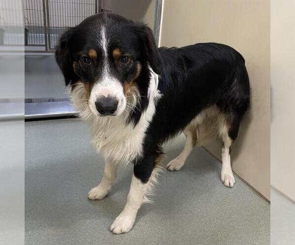 Medium Photo #1 Border-Aussie Puppy For Sale in Placerville, CA, USA