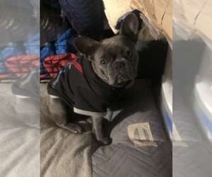 Mother of the French Bulldog puppies born on 07/17/2024