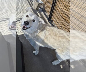 Pyrenees Husky Dogs for adoption in Bolivar, MO, USA