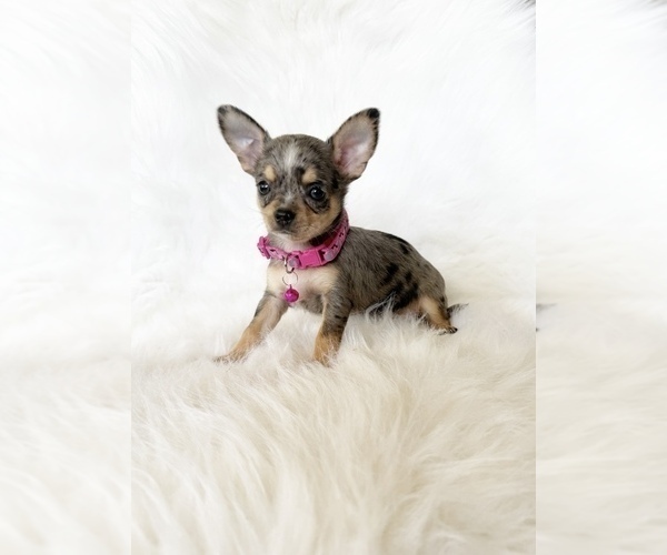 Medium Photo #6 Chihuahua Puppy For Sale in SACRAMENTO, CA, USA