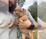 Small #3 Olde English Bulldogge