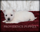 Small Photo #21 West Highland White Terrier Puppy For Sale in COPPOCK, IA, USA