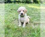 Small #9 Aussiedoodle-Labradoodle Mix