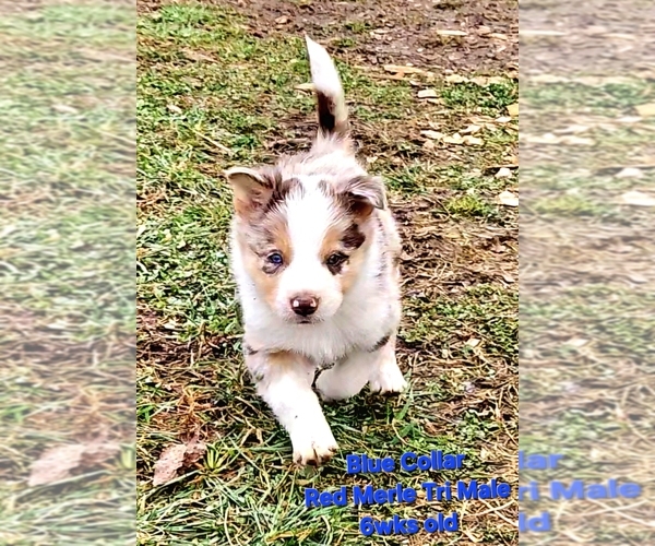Medium Photo #2 Border Collie Puppy For Sale in BYBEE, TN, USA