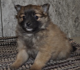 Pomeranian Puppy for sale in ATWOOD, IL, USA