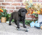 Onyx - Male Labrador Retriever Puppy for Sale - Photo #5