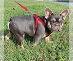 Small French Bulldog