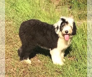 Old English Sheepdog Puppy for sale in WAKE FOREST, NC, USA