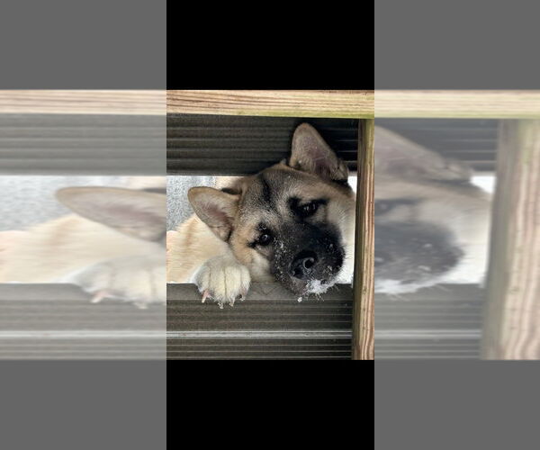 Medium Photo #2 Akita-Huskies  Mix Puppy For Sale in FRAMINGHAM, MA, USA