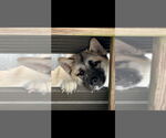 Small #1 Akita-Huskies  Mix