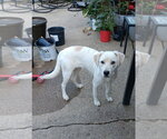 Small #1 Australian Shepherd-Catahoula Leopard Dog Mix
