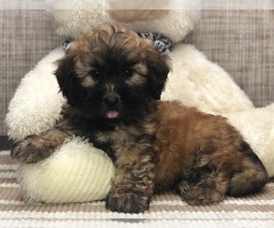 Goldendoodle (Miniature) Puppy for sale in LOUDONVILLE, OH, USA