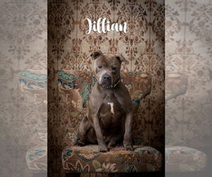 American Pit Bull Terrier-Unknown Mix Dogs for adoption in North Myrtle Beach, SC, USA