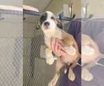 Small Labrador Retriever Mix