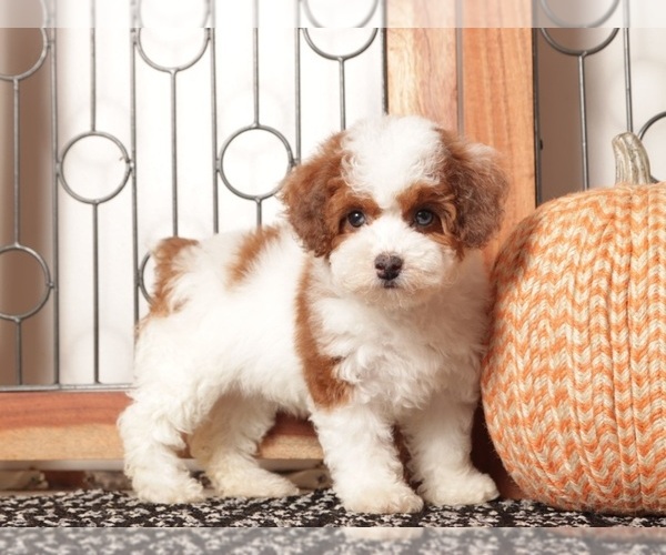 Medium Photo #4 Poodle (Toy) Puppy For Sale in NAPLES, FL, USA