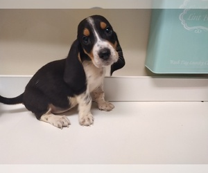 Basset Hound Puppy for sale in CANTON, GA, USA