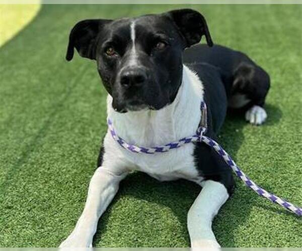 Medium Photo #1 Mutt Puppy For Sale in Redwood City, CA, USA