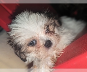 Shih-Poo Puppy for sale in TULARE, CA, USA