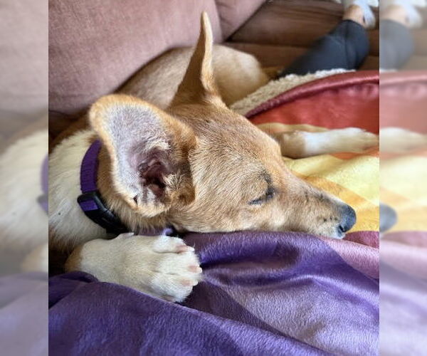 Medium Photo #15 Mutt Puppy For Sale in Princeton, MN, USA