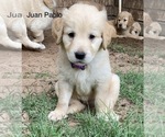 Puppy Juan Pablo Golden Retriever