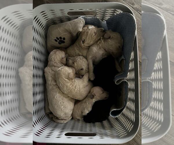 Medium Photo #1 Goldendoodle Puppy For Sale in PORTLAND, TN, USA