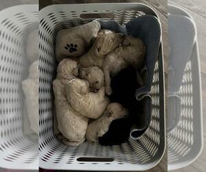 Goldendoodle Puppy for Sale in PORTLAND, Tennessee USA