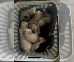 Image preview for Ad Listing. Nickname: Litter of 7