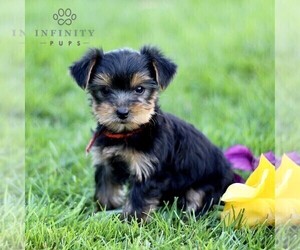 Yorkshire Terrier Puppy for sale in CHRISTIANA, PA, USA