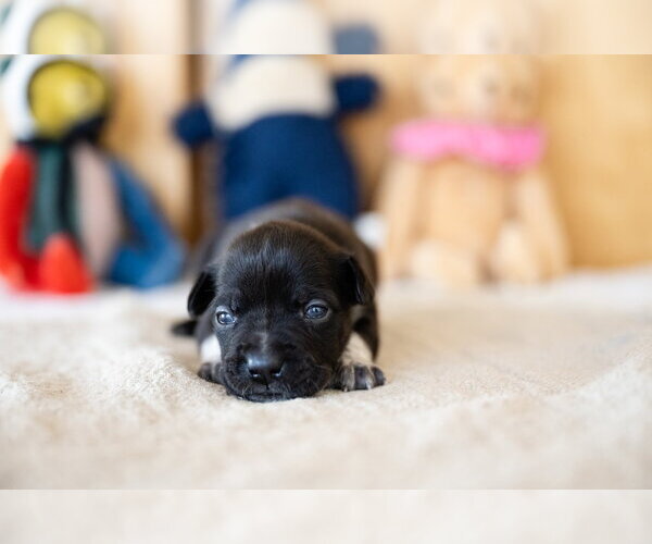 Medium Photo #3 French Bulldog Puppy For Sale in St. Louis Park, MN, USA