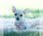 Small #5 Chihuahua
