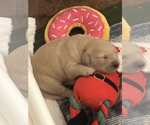 Golden Retriever Puppy for sale in CUTLER BAY, FL, USA