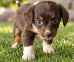 Small #1 Aussiedox