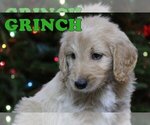 Small Photo #5 Goldendoodle Puppy For Sale in KERNERSVILLE, NC, USA