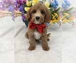 Small Photo #11 Goldendoodle (Miniature) Puppy For Sale in BULLARD, TX, USA