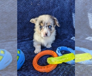 Welsh Cardigan Corgi Puppy for sale in KEENESBURG, CO, USA