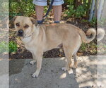 Small #1 Puggle