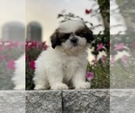 Small #9 Shih Tzu