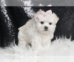 Small #4 Maltese