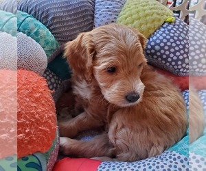 Goldendoodle (Miniature) Puppy for sale in COEUR D ALENE, ID, USA