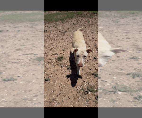 Medium Photo #3 Labrador Retriever-Unknown Mix Puppy For Sale in Amarillo, TX, USA