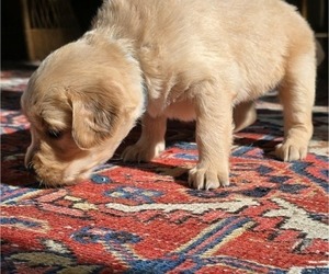 Golden Retriever Puppy for sale in HAMMONTON, NJ, USA